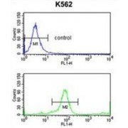 Killer Cell Immunoglobulin Like Receptor 3DL3 (KIR3DL3) Antibody