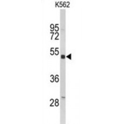 Killer Cell Immunoglobulin Like Receptor 3DL3 (KIR3DL3) Antibody
