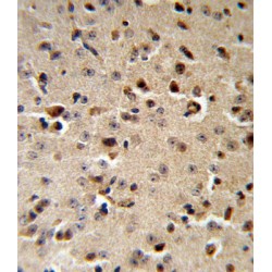 Tryptophan Hydroxylase 2 (TPH2) Antibody