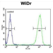 Peroxisomal Membrane Protein 3 (PXMP3) Antibody