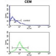 Potassium Voltage-Gated Channel Subfamily J Member 11 (KCNJ11) Antibody