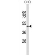 RAB6-Interacting Golgin (GORAB) Antibody