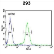 Claudin 8 (CLDN8) Antibody