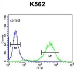 Claudin 18 (CLDN18) Antibody