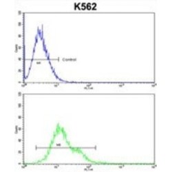 Phospholipase C Beta 2 (PLCB2) Antibody