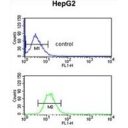 EGF Containing Fibulin Extracellular Matrix Protein 2 (EFEMP2) Antibody