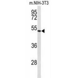 EGF Containing Fibulin Extracellular Matrix Protein 2 (EFEMP2) Antibody