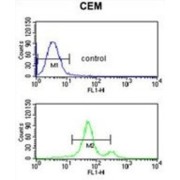 Acid-Sensing Ion Channel 1 (ACCN2) Antibody