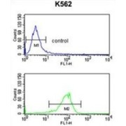 ATPase, Na+/K+ Transporting Beta 2 Polypeptide (ATP1B2) Antibody