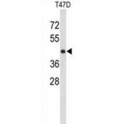 Potassium Channel Tetramerization Domain Containing 12 (KCTD12) Antibody