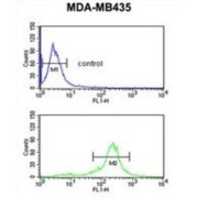 C19orf26 Antibody