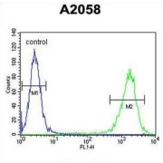 Parathymosin (PTMS) Antibody