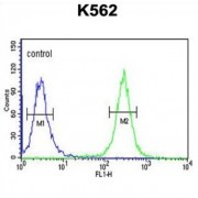 Acyl Coenzyme A Synthetase Medium Chain Family, Member 1 (ACSM1) Antibody