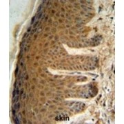 Elongation Factor Tu GTP-Binding Domain-Containing Protein 2 (EFTUD2) Antibody