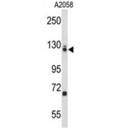 Elongation Factor Tu GTP-Binding Domain-Containing Protein 2 (EFTUD2) Antibody