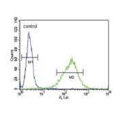 Gamma-Aminobutyric Acid Receptor Subunit Alpha-2 (gABRA2) Antibody