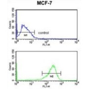 SELT Antibody