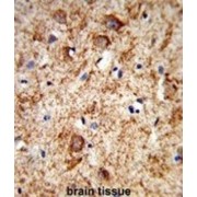 Prepronociceptin (PNOC) Antibody