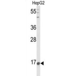 Prepronociceptin (PNOC) Antibody