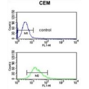 Meiotic Recombination Protein DMC1/LIM15 Homolog (DMC1) Antibody