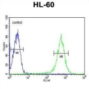Eyes Absent Homolog 4 (EYA4) Antibody