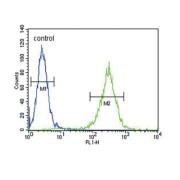 17-Beta-Hydroxysteroid Dehydrogenase Type 12 (HSD17B12) Antibody