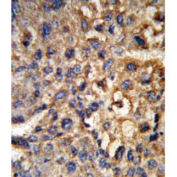 17-Beta-Hydroxysteroid Dehydrogenase Type 12 (HSD17B12) Antibody