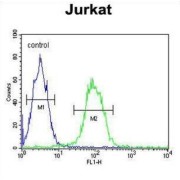 T150A Antibody