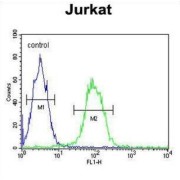 T150A Antibody