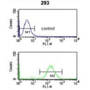 Survival of Motor Neuron-Related-Splicing Factor 30 (SMNDC1) Antibody