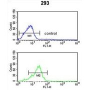 Calcineurin Subunit B Type 2 (PPP3R2) Antibody