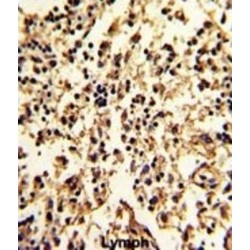 Serpin Family A Member 9 (SERPINA9) Antibody