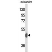 Neuropeptide Y Receptor Y2 (NPY2R) Antibody