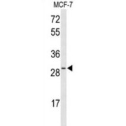 Transcription Cofactor HES-6 (HES6) Antibody