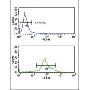 Testosterone 17-Beta-Dehydrogenase 3 (HSD17B3) Antibody