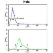 Tumor Necrosis Factor Receptor Superfamily Member 10D (TNFRSF10D) Antibody