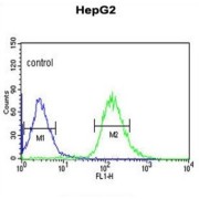 WW Domain-Containing Adapter Protein With Coiled-Coil (WAC) Antibody