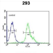 Neurexophilin-1 (NXPH1) Antibody