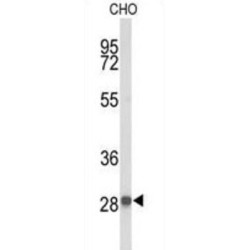 Protein YIPF5 (YIPF5) Antibody