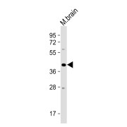 Western blot analysis of Mouse brain tissue lysate (35 µg/lane) using PSG3 antibody.