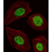 Golgin-45 (BLZF1) Antibody