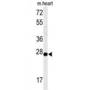 Claudin 4 (CLDN4) Antibody