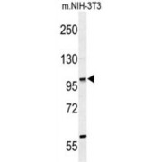Zinc Finger Protein 451 (ZNF451) Antibody