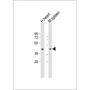 WB analysis of Lane 1: Human heart lysate and Lane 2: Mouse spleen lysate (20 µg per lane), using COXI antibody (1/2000 dilution) followed by HRP-conjugated Goat Anti-Rabbit IgG, H+L (1/10000 dilution). Predicted band size: 57 kDa.