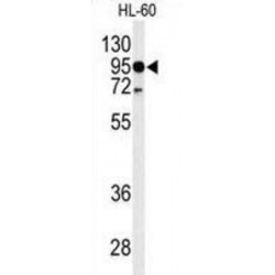 Toll Like Receptor 4 (TLR4) Antibody
