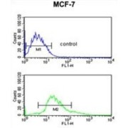 Keratin 1 (KRT1) Antibody