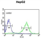 Hemojuvelin (HFE2) Antibody