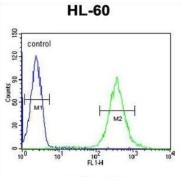 Guanine Deaminase (GDA) Antibody
