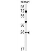 Transcription Factor HES-7 (HES7) Antibody