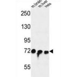 Protein FAM40A (FAM40A) Antibody